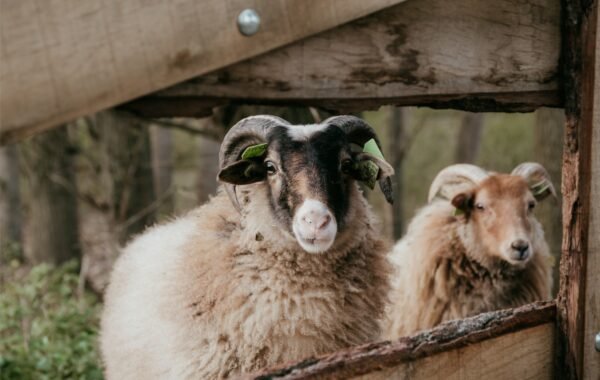 Focus. By Femke Winkelhorst -1